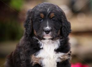 tri-colored standard bernedoodle near Chicago Illinois