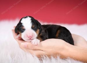 tri-colored male mini bernedoodle near Chicago Illinois