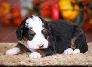 tri-colored male mini bernedoodle near Chicago Illinois