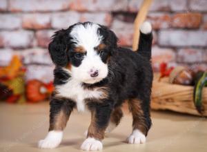 tri-colored male mini bernedoodle near Chicago Illinois