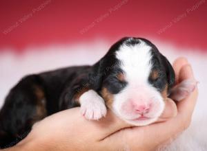 tri-colored male mini bernedoodle near Chicago Illinois