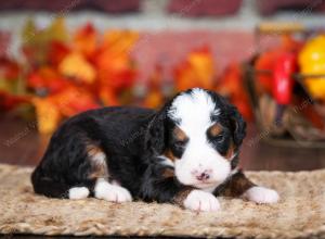 tri-colored male mini bernedoodle near Chicago Illinois