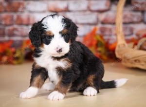 tri-colored male mini bernedoodle near Chicago Illinois