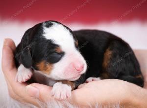 tri-colored male mini bernedoodle near Chicago Illinois