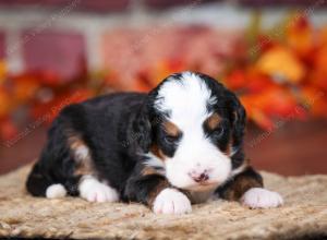 tri-colored male mini bernedoodle near Chicago Illinois