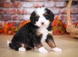 tri-colored male mini bernedoodle near Chicago Illinois