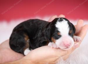 tri-colored male mini bernedoodle near Chicago Illinois