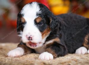 tri-colored male mini bernedoodle near Chicago Illinois