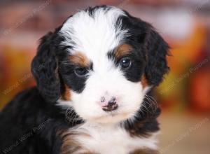 tri-colored male mini bernedoodle near Chicago Illinois