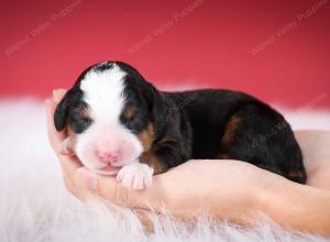 tri-colored male mini bernedoodle near Chicago Illinois