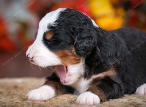 tri-colored male mini bernedoodle near Chicago Illinois