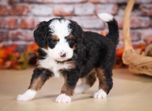 tri-colored male mini bernedoodle near Chicago Illinois