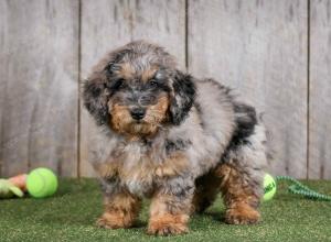 F1B mini bernedoodle near Chicago Illinois