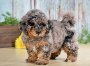 F1B mini bernedoodle near Chicago Illinois