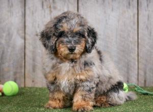 F1B mini bernedoodle near Chicago Illinois