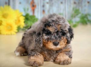 F1B mini bernedoodle near Chicago Illinois