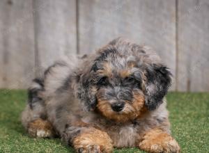 F1B mini bernedoodle near Chicago Illinois