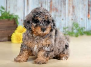F1B mini bernedoodle near Chicago Illinois