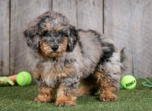 F1B mini bernedoodle near Chicago Illinois