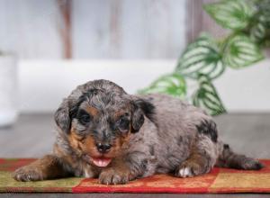 F1B mini bernedoodle near Chicago Illinois