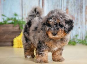 F1B mini bernedoodle near Chicago Illinois