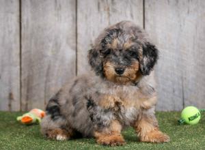 F1B mini bernedoodle near Chicago Illinois