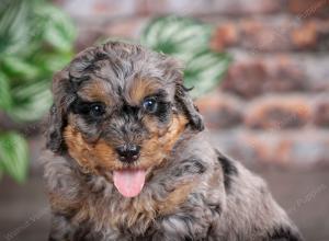 F1B mini bernedoodle near Chicago Illinois