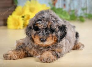F1B mini bernedoodle near Chicago Illinois