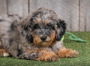 F1B mini bernedoodle near Chicago Illinois