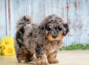 F1B mini bernedoodle near Chicago Illinois