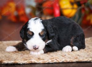 tri-colored male mini bernedoodle near Chicago Illinois