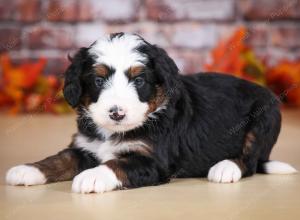 tri-colored male mini bernedoodle near Chicago Illinois