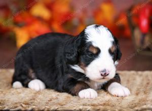 tri-colored male mini bernedoodle near Chicago Illinois