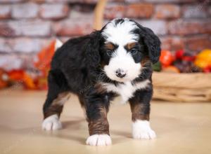 tri-colored male mini bernedoodle near Chicago Illinois