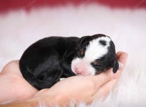 tri-colored male mini bernedoodle near Chicago Illinois