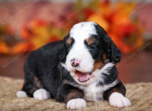 tri-colored male mini bernedoodle near Chicago Illinois