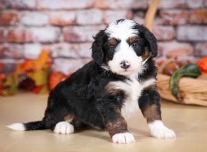 tri-colored male mini bernedoodle near Chicago Illinois