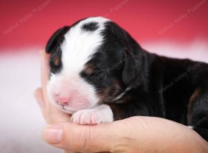 tri-colored male mini bernedoodle near Chicago Illinois