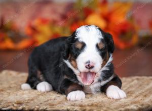 tri-colored male mini bernedoodle near Chicago Illinois