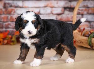 tri-colored male mini bernedoodle near Chicago Illinois