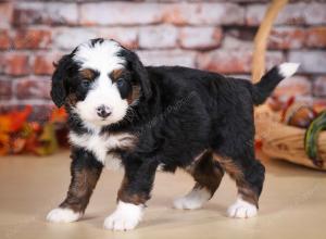 tri-colored male mini bernedoodle near Chicago Illinois