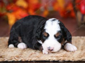 tri-colored male mini bernedoodle near Chicago Illinois