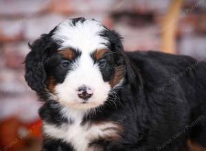 tri-colored male mini bernedoodle near Chicago Illinois