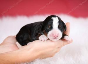 tri-colored male mini bernedoodle near Chicago Illinois