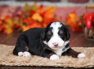 tri-colored male mini bernedoodle near Chicago Illinois