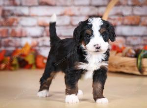 tri-colored male mini bernedoodle near Chicago Illinois