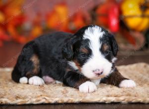 tri-colored male mini bernedoodle near Chicago Illinois