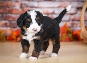 tri-colored male mini bernedoodle near Chicago Illinois