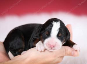 tri-colored male mini bernedoodle near Chicago Illinois