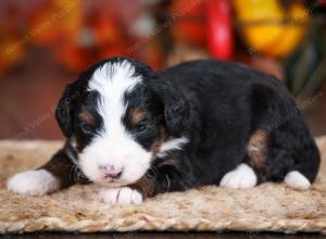 tri-colored male mini bernedoodle near Chicago Illinois